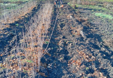 Consolidarea plantațiilor existente prin utilizarea puieților din pepiniera Popeasca