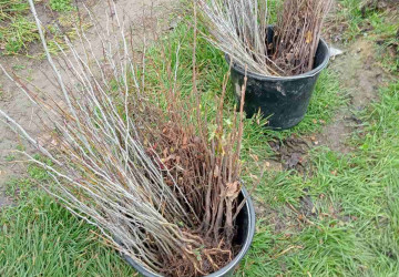 Continuarea lucrărilor de regenerare ecologică în satul Talmaza