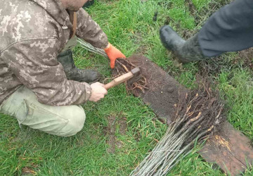 Consolidarea ecosistemelor din Răscăieți prin lucrări de împădurire și completare