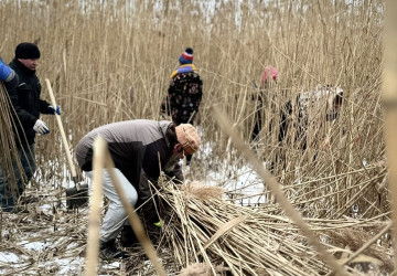 Activitate comunitară de recoltare a stufului pe malul lacului din Râșcova.